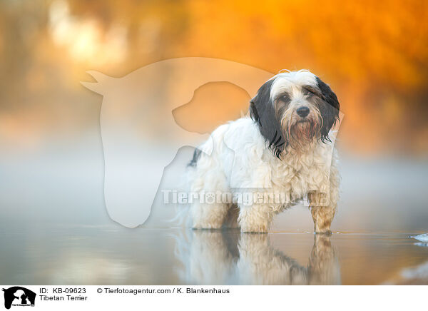 Tibet-Terrier / Tibetan Terrier / KB-09623