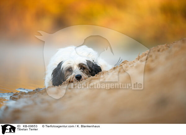Tibetan Terrier / KB-09653