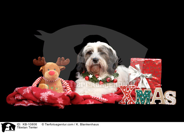 Tibetan Terrier / KB-10806