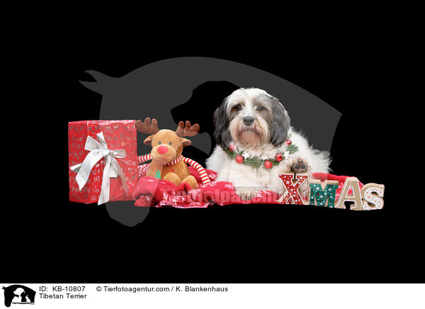 Tibetan Terrier / KB-10807