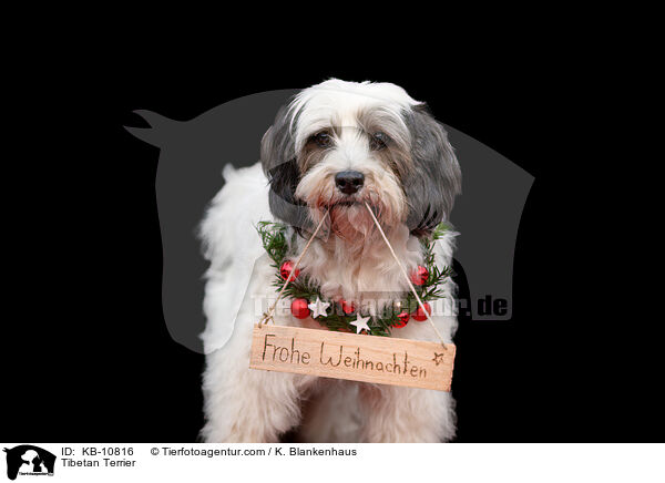 Tibet-Terrier / Tibetan Terrier / KB-10816