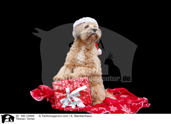 Tibet-Terrier / Tibetan Terrier / KB-10886
