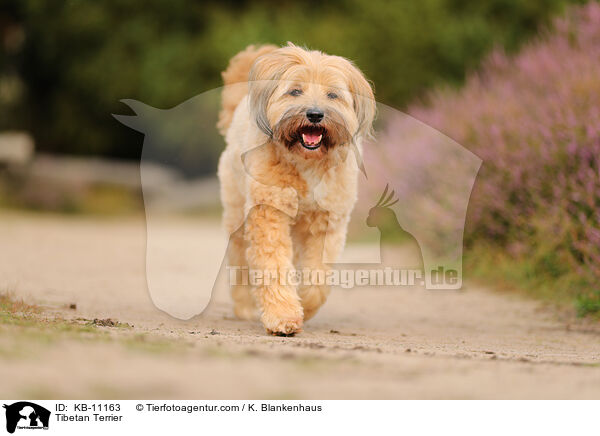 Tibetan Terrier / KB-11163