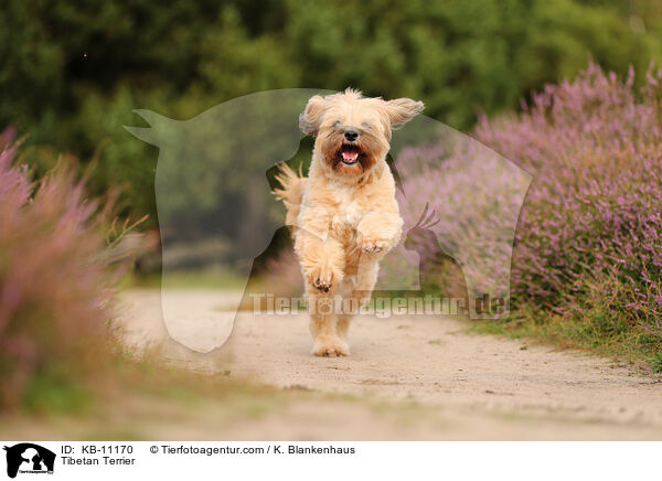 Tibet-Terrier / Tibetan Terrier / KB-11170