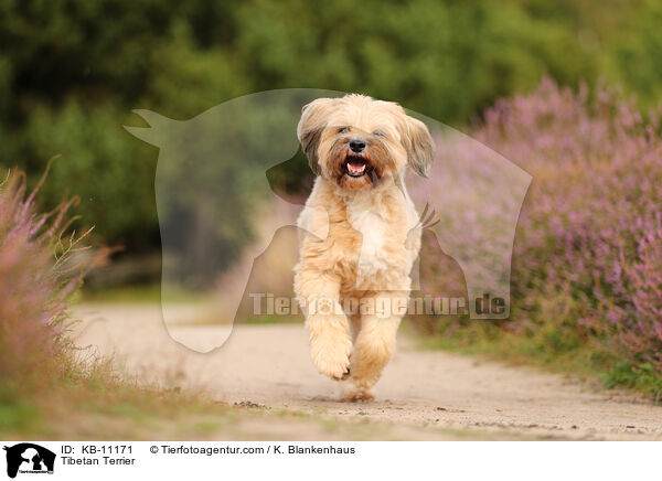 Tibetan Terrier / KB-11171