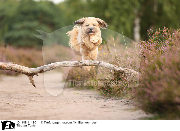 Tibetan Terrier / KB-11186