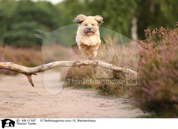 Tibet-Terrier / Tibetan Terrier / KB-11187