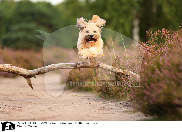 Tibet-Terrier / Tibetan Terrier / KB-11188