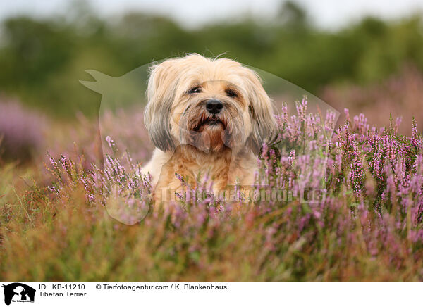 Tibet-Terrier / Tibetan Terrier / KB-11210