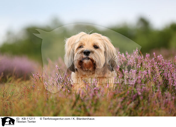 Tibet-Terrier / Tibetan Terrier / KB-11211