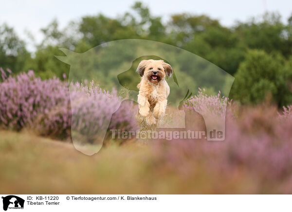 Tibetan Terrier / KB-11220