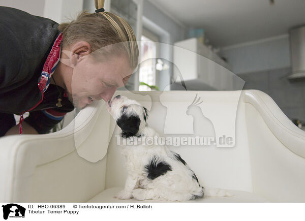 Tibet-Terrier Welpe / Tibetan Terrier Puppy / HBO-06389