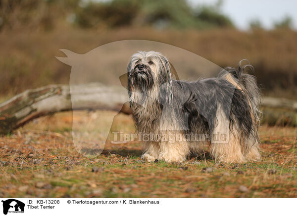 Tibet Terrier / Tibet Terrier / KB-13208