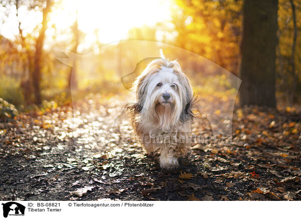 Tibet-Terrier / Tibetan Terrier / BS-08821