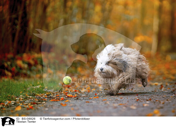 Tibet-Terrier / Tibetan Terrier / BS-08826