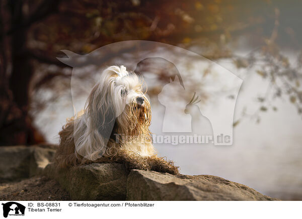 Tibet-Terrier / Tibetan Terrier / BS-08831
