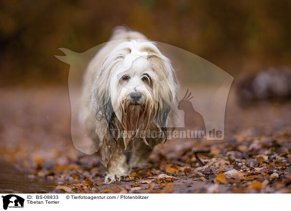Tibet-Terrier / Tibetan Terrier / BS-08833