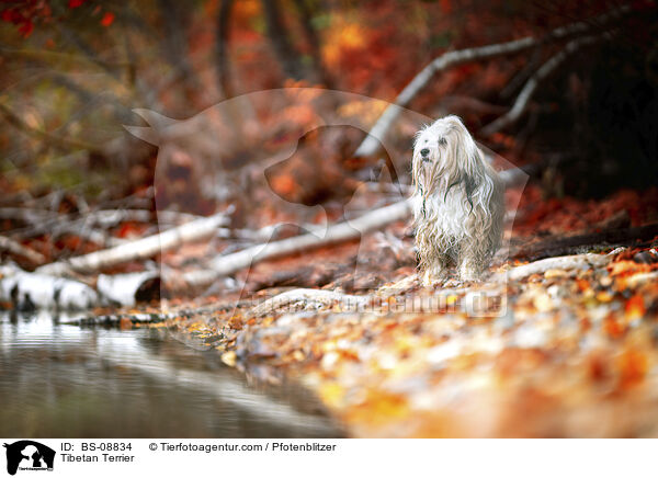 Tibet-Terrier / Tibetan Terrier / BS-08834