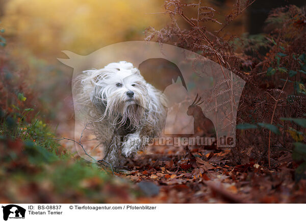 Tibet-Terrier / Tibetan Terrier / BS-08837
