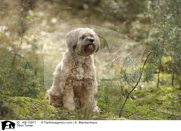 Tibet Terrier / KB-15871
