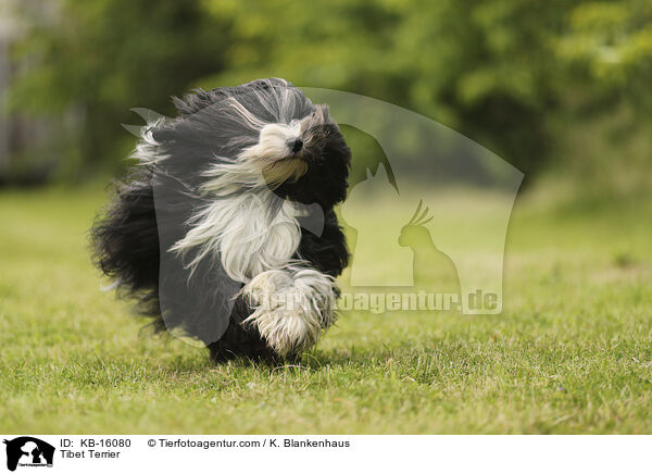 Tibet Terrier / KB-16080