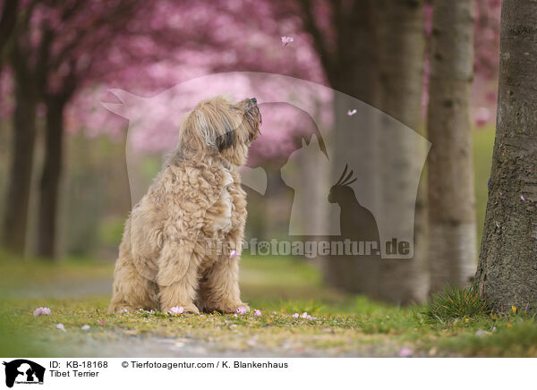 Tibet Terrier / KB-18168