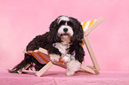 Tibetan Terrier