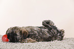 Tibetan Terrier Puppy