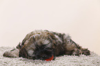 Tibetan Terrier Puppy