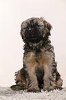 Tibetan Terrier Puppy