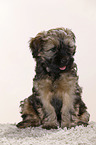 Tibetan Terrier Puppy