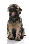 Tibetan Terrier Puppy