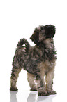 Tibetan Terrier Puppy