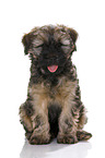 Tibetan Terrier Puppy