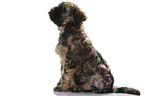 Tibetan Terrier Puppy