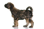 Tibetan Terrier Puppy
