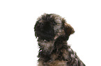 Tibetan Terrier Puppy