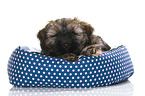 Tibetan Terrier Puppy