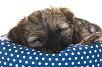 Tibetan Terrier Puppy