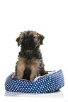 Tibetan Terrier Puppy