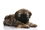 Tibetan Terrier Puppy