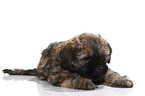 Tibetan Terrier Puppy