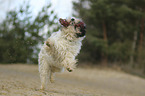 running Tibetan Terrier