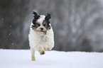 running Tibetan Terrier