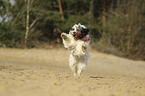 running Tibetan Terrier