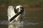 Tibetan Terrier in the water