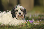 lying Tibetan Terrier