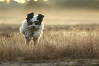 running Tibetan Terrier