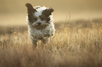 running Tibetan Terrier