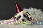 lying Tibetan Terrier
